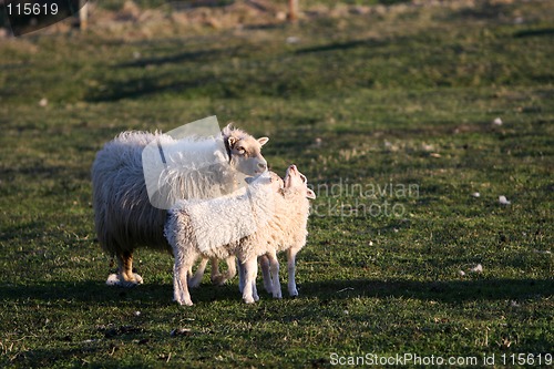 Image of two lambs