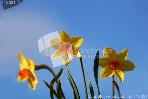 Image of two colored tulips