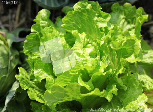 Image of vegetable in field