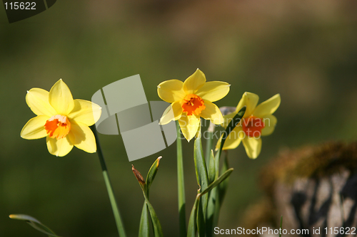 Image of daffodil flowers