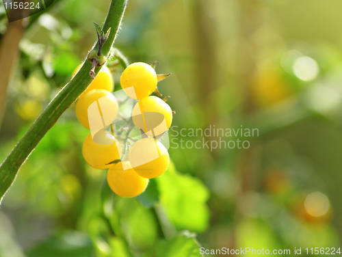 Image of white tomato