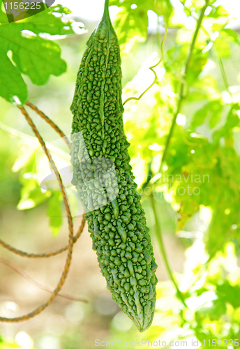 Image of bitter melon on vine