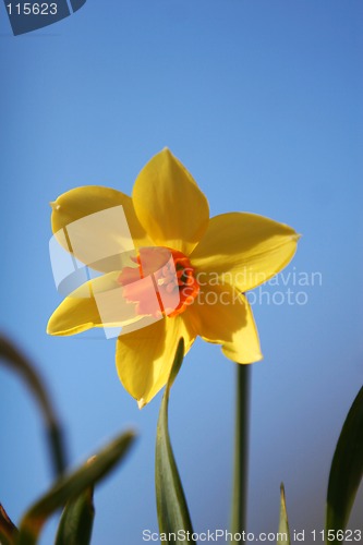 Image of single daffodil