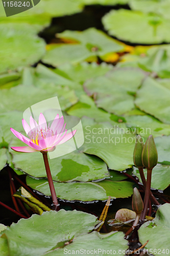Image of lotus