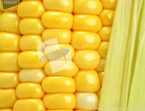 Image of corn