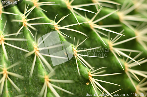 Image of cactus close up