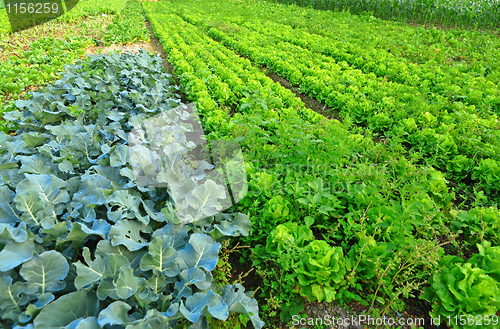 Image of Cultivated land