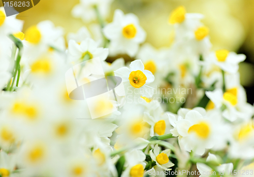 Image of narcissus flowers