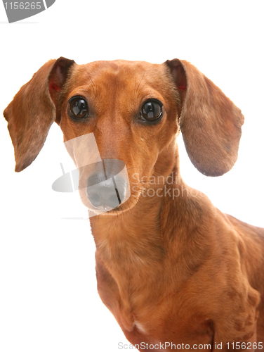 Image of dachshund