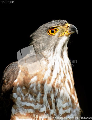 Image of eagle