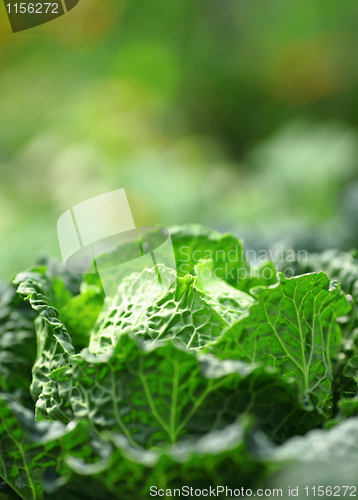 Image of vegetable in field