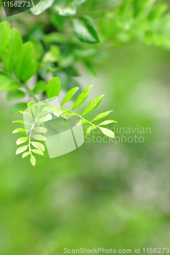 Image of green leaves, shallow focus