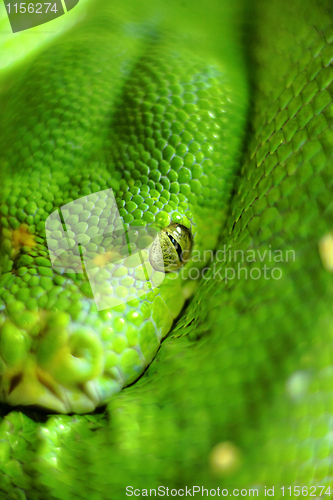 Image of green snake