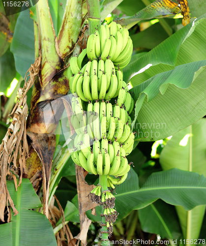 Image of banana on tree