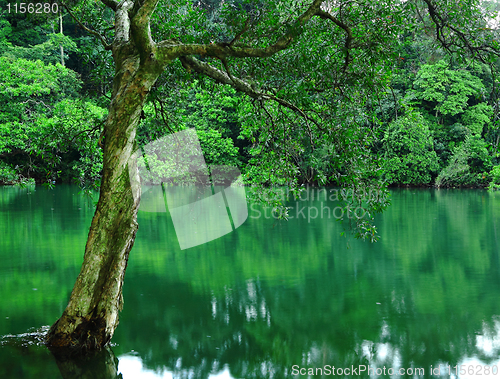 Image of tree on water