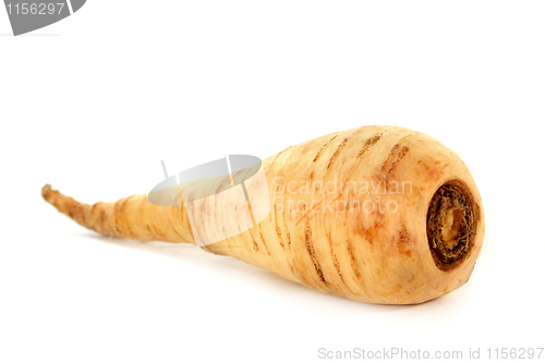 Image of Parsnip