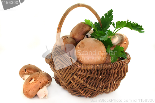 Image of Mushrooms