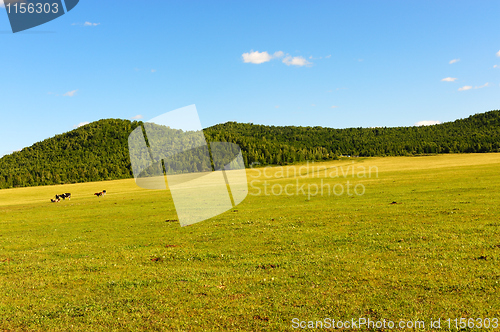 Image of Grassland