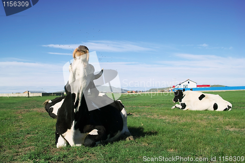 Image of Cow driving off flies