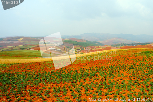 Image of Field landscape