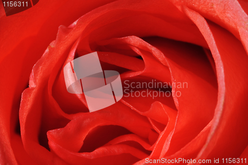 Image of Red rose