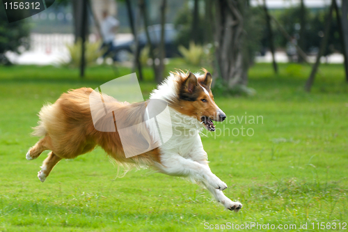 Image of Dog running