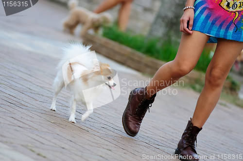 Image of Dog walking