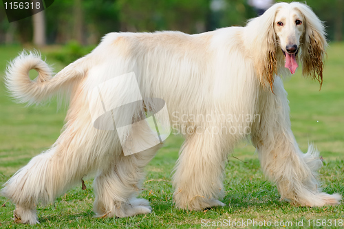 Image of Afghan hound dog walking