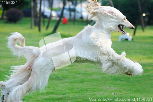 Image of Afghan hound dog running