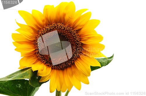 Image of Sunflower against white background