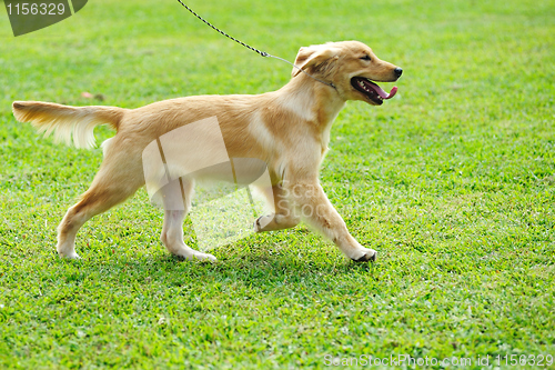 Image of Little golden retriever dog running on the lawn