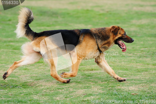 Image of Dog running