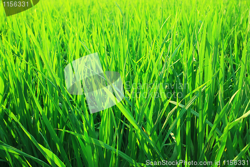 Image of Green seedlings of cereal crops