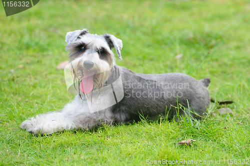 Image of Miniature schnauzer dog lying on the lawn
