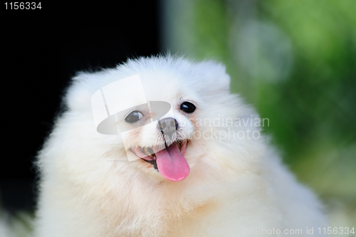 Image of Little white pomeranian dog