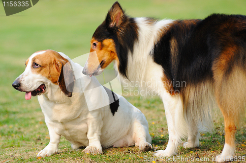 Image of Two dogs