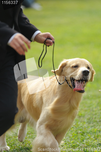 Image of Master playing with golden retriever dog