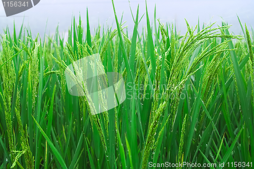 Image of Rice seedlings