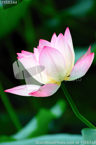 Image of Lotus flower blooming