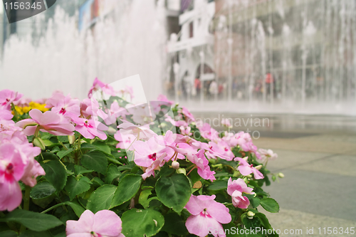 Image of Flowers with fountain background