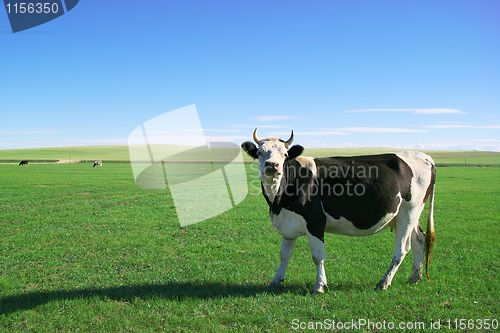 Image of Cow in grassland