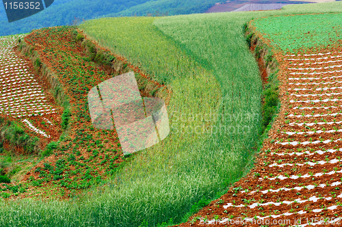 Image of Wheat field