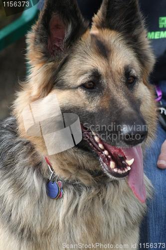 Image of German Shepherd