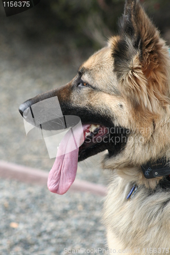 Image of German Shepherd