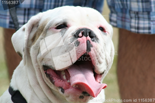 Image of Bulldog