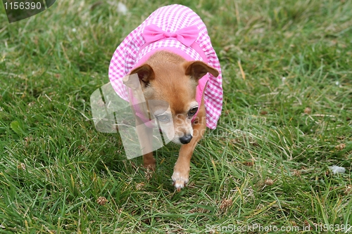 Image of Chihuahua