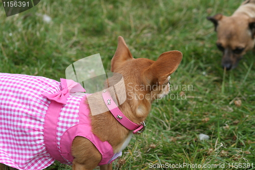 Image of Chihuahua