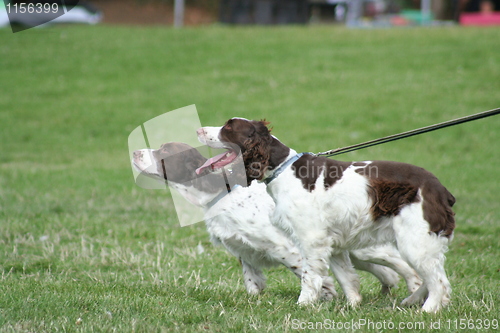 Image of Brittany Spaniel