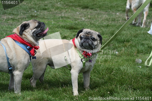 Image of Pugs