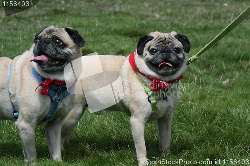 Image of Pugs